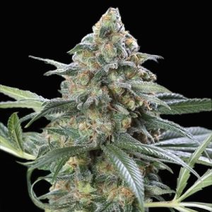 CBD Double Kush Photo Fem-3593