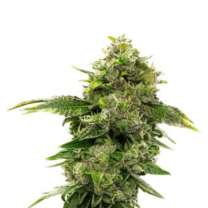 CBD Extra Strawberry Photo Fem-0