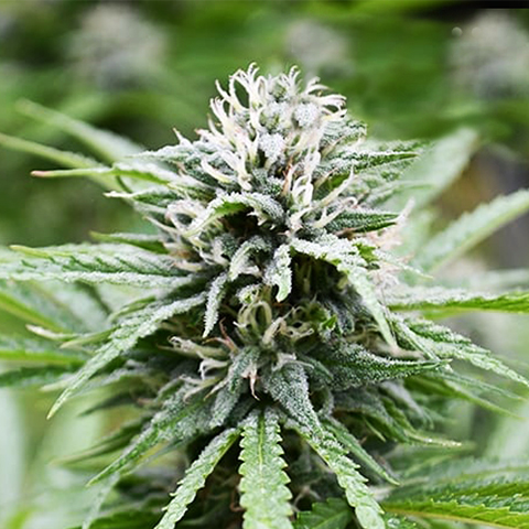 CBD Fire Kush Photo Fem-0
