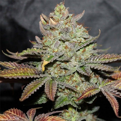 CBD Girl Cookies Photo Fem-0