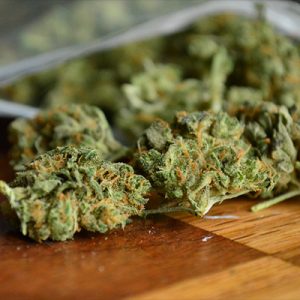 CBD Harle-TSU Photo Fem-1722