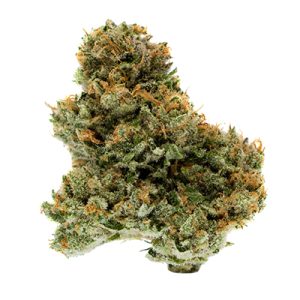 CBD Harle-TSU Photo Fem-0