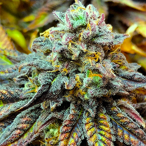 CBD Harlequin Photo Fem-0