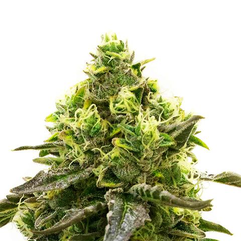 CBD Harly Kimbo Fast Photo Fem-0