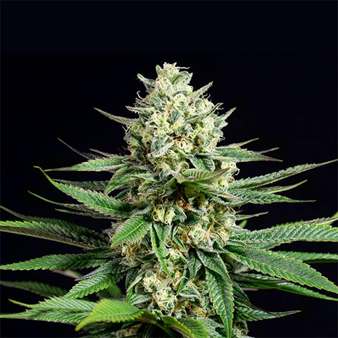 CBD Kush Photo Fem-0