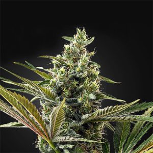 CBD Lemon Haze Auto Fem-0