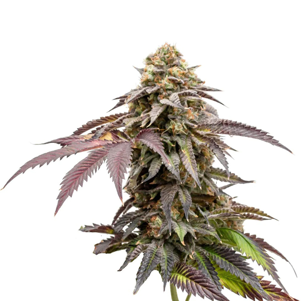 CBD Mango Photo Fem-2952