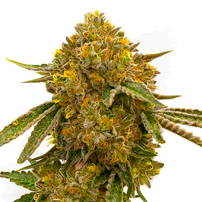 CBD Mango Photo Fem-0