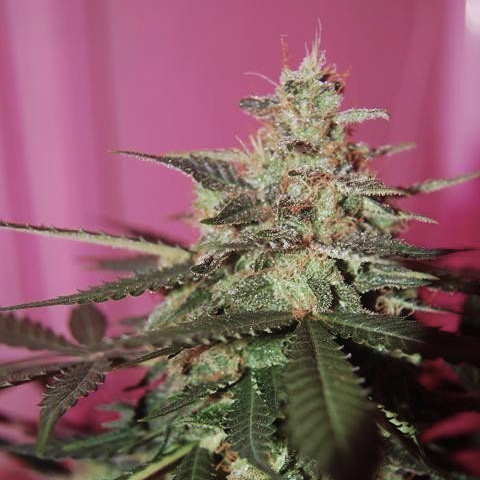 CBD Med Gom Auto Fem-0
