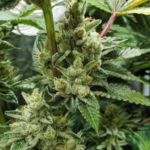 CBD Mexican Photo Fem-0