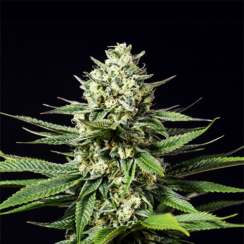 CBD OG Kush Photo Fem-0