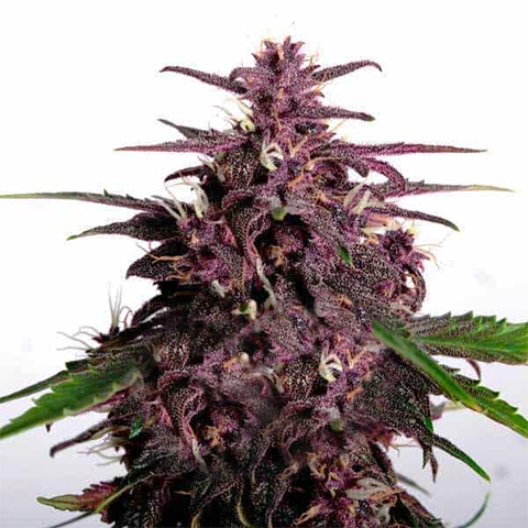 CBD Purple Auto Fem-0