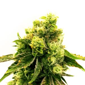 CBD Sour Lemon Photo Fem-0