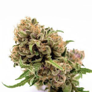 CBD Strawberry Photo Fem-0