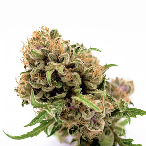 CBD Strawberry Photo Fem-0
