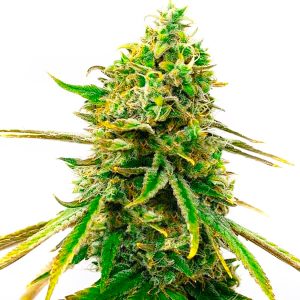 CBD Sugar Photo Fem-0
