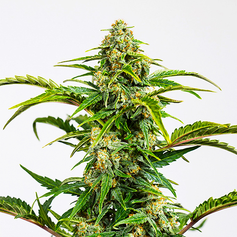 CBD Super 27 Auto Fem-0