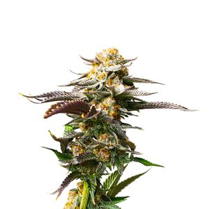 CBD Super Harley Photo Fem-0