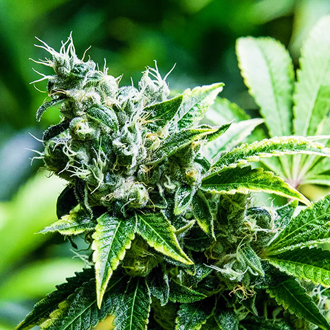 CBD Super Photo Fem-0