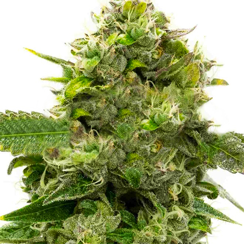 CBD Super Strawberry Photo Fem-0