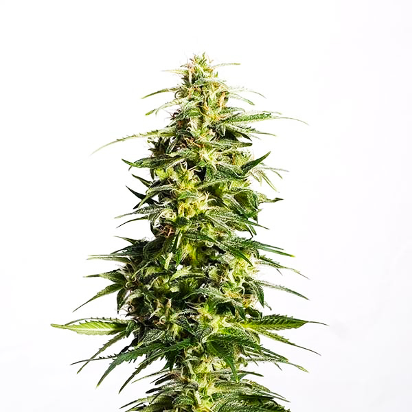 CBD Swiss Dream Auto Fem-0