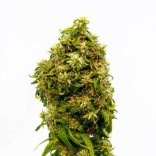 CBD Swiss Dream Photo Fem-0