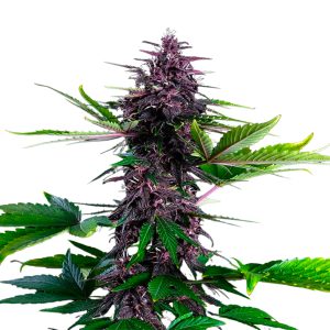 CBD Swiss Dream Rose Auto Fem-0