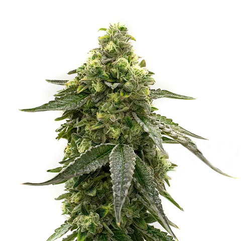 CBD Tangie Photo Fem-0