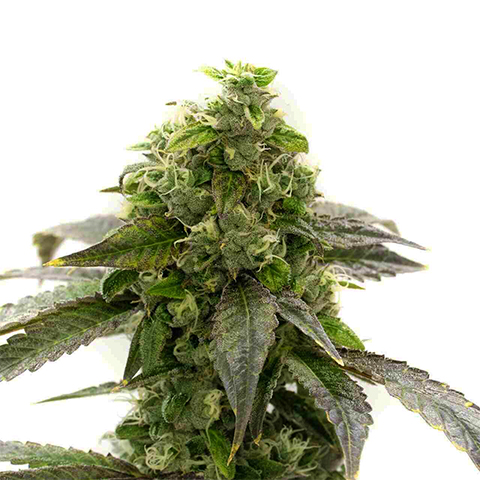 CBD Top Blueberry Photo Fem-0