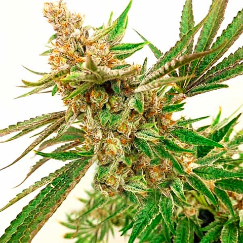 CBD Tutti Fruitti Photo Fem-0