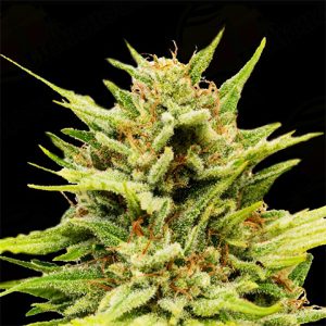 CBD Very Berry Photo Fem-0