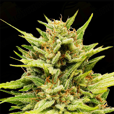 CBD Very Berry Photo Fem-0