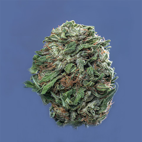 CBD White Widow Auto Fem-0