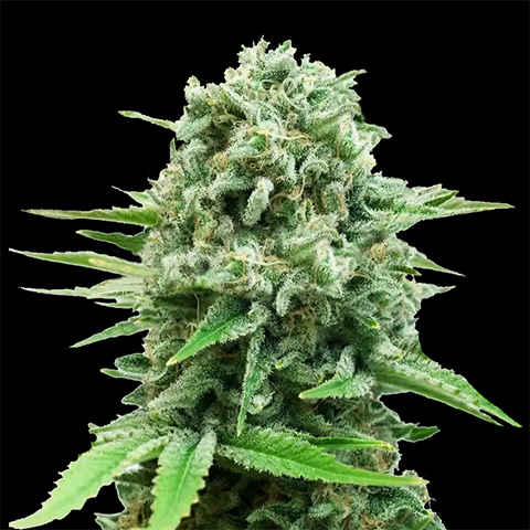 CBD White Widow Photo Fem-0