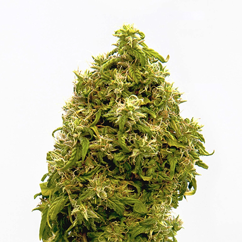 CBD Zero Photo Fem-0