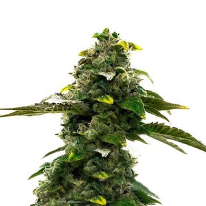 CBG Citrus Ginger Auto Fem-0