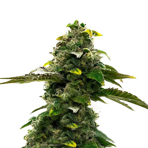 CBG Citrus Ginger Auto Fem-0