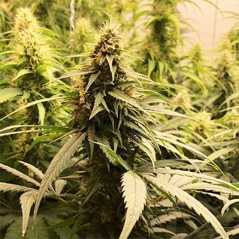 CBG Coke Photo Fem-0