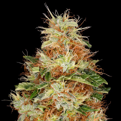CBG Cookies Photo Fem-0