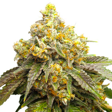 Cake Batter Photo Fem-0