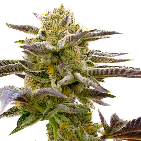 Cake Bomb Fast Photo Fem-0