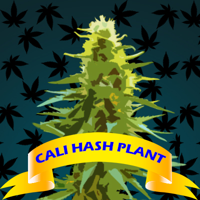 Cali Hash Plant Photo Fem-4232