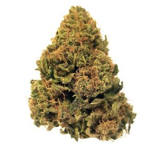 Cali Hash Plant Photo Fem-3739