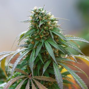 Cali Hash Plant Photo Fem-0