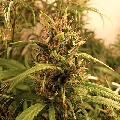 Cali Orange Skunk Photo Fem-0