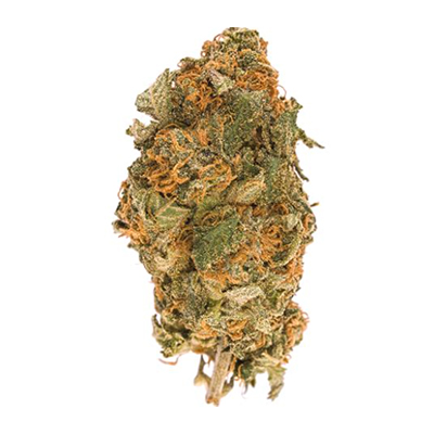 Cali Orange Skunk Photo Fem-3434