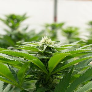 California Dream Photo Fem-0