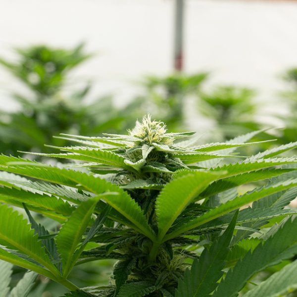 California Dream Photo Fem-0
