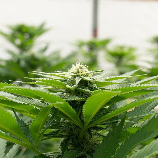 California Dream Photo Fem-0