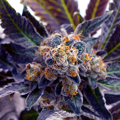 Candy Do Si Dos Photo Fem-0